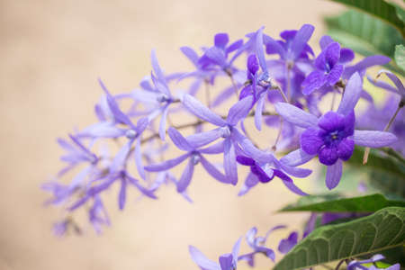 Purple Wreath Flowerの写真素材