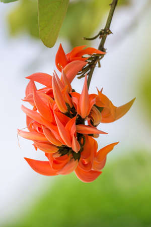 Butea monosperma is a species of Butea native to tropical and sub-tropical parts of the Indian Subcontinent and Southeast Asia.の写真素材