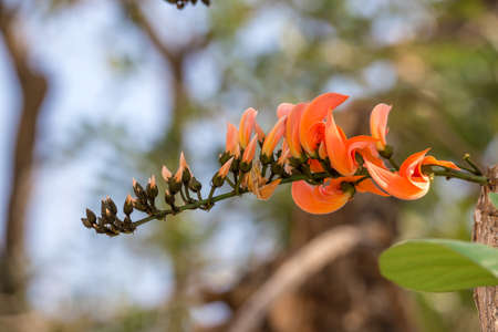 Butea monosperma is a species of Butea native to tropical and sub-tropical parts of the Indian Subcontinent and Southeast Asia.の写真素材
