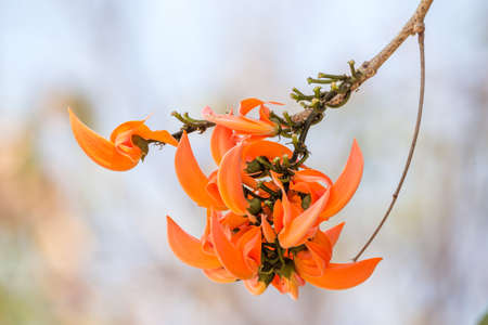 Butea monosperma is a species of Butea native to tropical and sub-tropical parts of the Indian Subcontinent and Southeast Asia.の写真素材