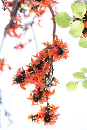 Butea monosperma is a species of Butea native to tropical and sub-tropical parts of the Indian Subcontinent and Southeast Asia.の写真素材