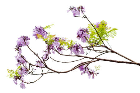 Jacaranda Flower isolated on white background, a species with an inflorescence at the tip of the purple flower, is native to South America.の写真素材