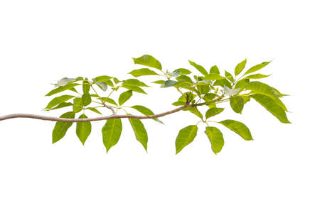 brunch of Tabebuia rosea flower blooming in spring. Pink flower isolated on white background.の写真素材