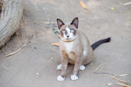 lovely cat sit on the groundの写真素材