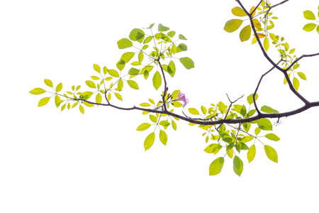 brunch of Tabebuia rosea flower blooming in spring. Pink flower isolated on white background.
