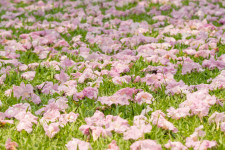 Pink flowers Tabebuia rosea blossom wilted in the green grass.の写真素材