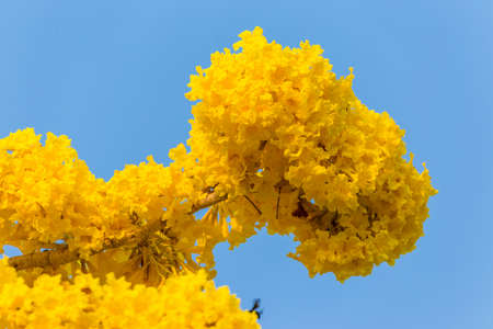 Yellow Pridiyathorn, yellow flower in nature blue sky backgroundの写真素材