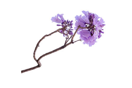 Close up of beautiful purple jacaranda trees, isolated on white background, a species with an...