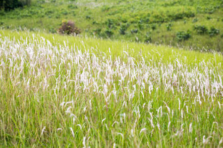 White grass flower in green meadow