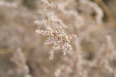 Top view of dry flower in jug.