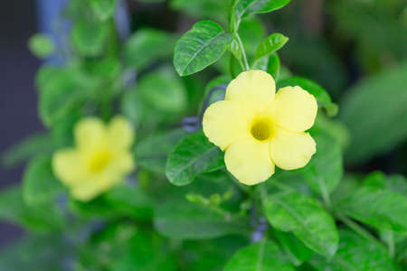 Colorful flowers for hanging to decorate the garden.