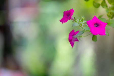 Colorful flowers for hanging to decorate the garden.