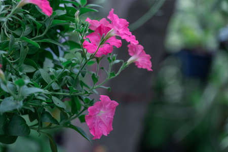 Colorful flowers for hanging to decorate the garden.
