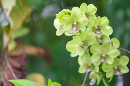 Orchid flower, The Orchidaceae are a diverse and widespread family of flowering plants, with blooms that are often colourful and fragrant, commonly known as the orchid family.の写真素材