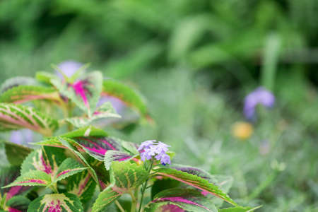 Beautiful flower in garden nature background.の写真素材