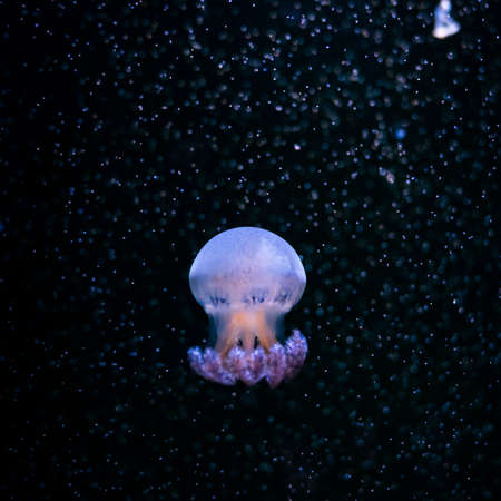 Close-up Jellyfish, Medusa in fish tank with neon light. Jellyfish is free-swimming marine coelenterate with a jellylike bell- or saucer-shaped body that is typically transparent.の写真素材