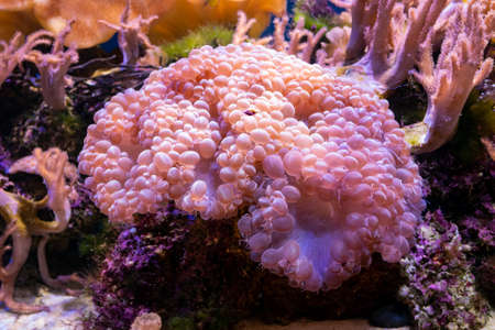 Beautiful sea flower in underwater world with corals  and fish.