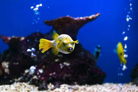 A colorful  fish in fish tank.