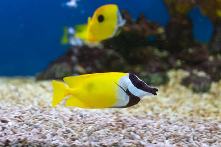A colorful  fish in fish tank.