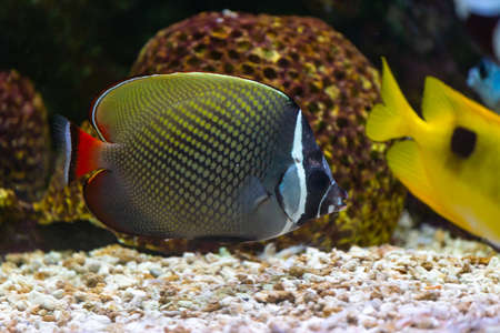 A colorful  fish in fish tank.