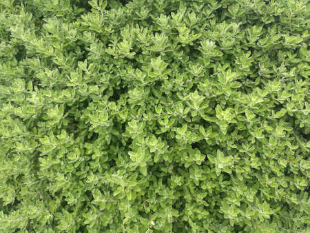 Light green leaves texture of ornamental plants.