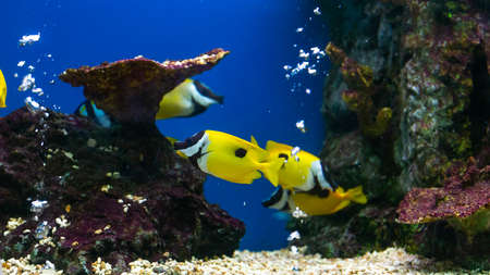 Close up beautiful fish in the aquarium on decoration of aquatic plants background. A colorful  fish...