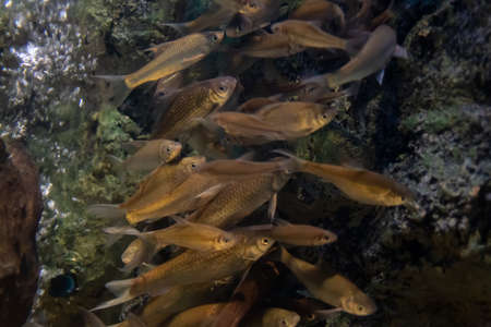 Close up beautiful fish in the aquarium on decoration of aquatic plants background. A colorful  fish in fish tank.の写真素材