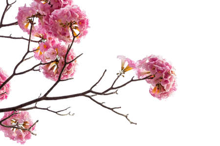 Pink flower and tree branch isolated on white backgroundの写真素材