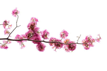 Pink flower and tree branch isolated on white background
