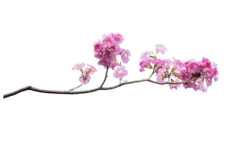Pink flower and tree branch isolated on white backgroundの写真素材