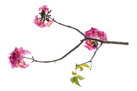 Pink flower and tree branch isolated on white background