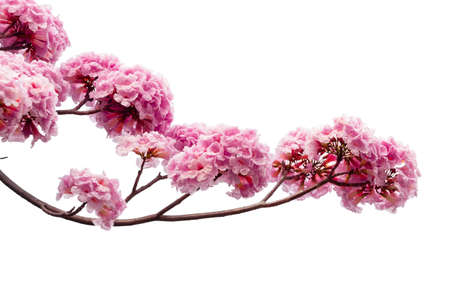 Pink flower and tree branch isolated on white background