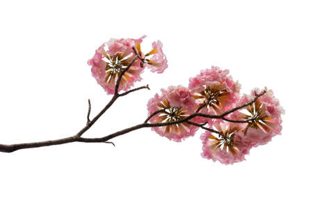 Pink flower and tree branch isolated on white background