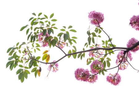 Pink flower and tree branch isolated on white background