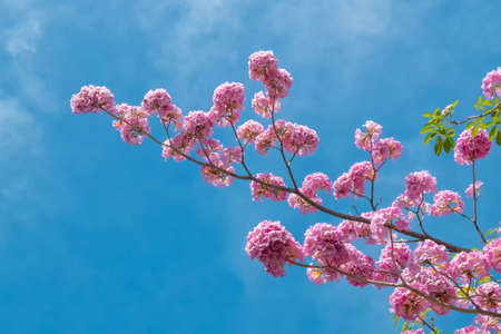 Pink flower and tree branch blue sky  nature background.
