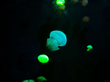 Close-up Jellyfish, Medusa in fish tank with neon light. Jellyfish is free-swimming marine...