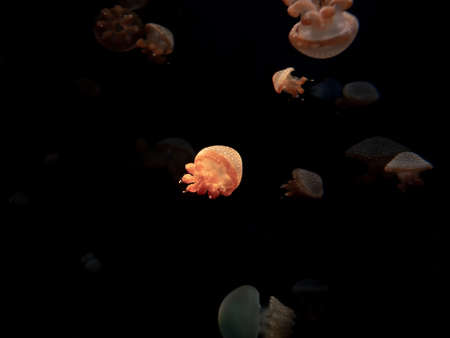 Close-up Jellyfish, Medusa in fish tank with neon light. Jellyfish is free-swimming marine coelenterate with a jellylike bell- or saucer-shaped body that is typically transparent.の写真素材