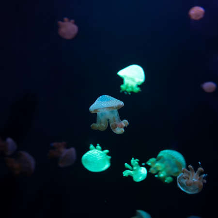 Close-up Jellyfish, Medusa in fish tank with neon light. Jellyfish is free-swimming marine coelenterate with a jellylike bell- or saucer-shaped body that is typically transparent.の写真素材