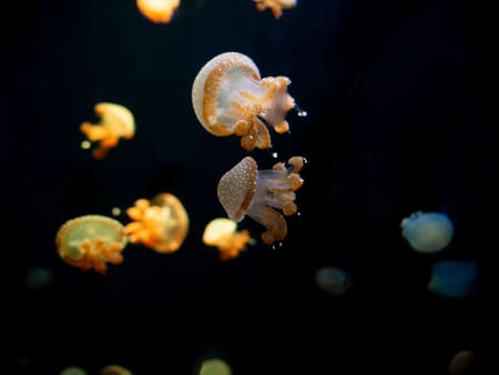Close-up Jellyfish, Medusa in fish tank with neon light. Jellyfish is free-swimming marine...