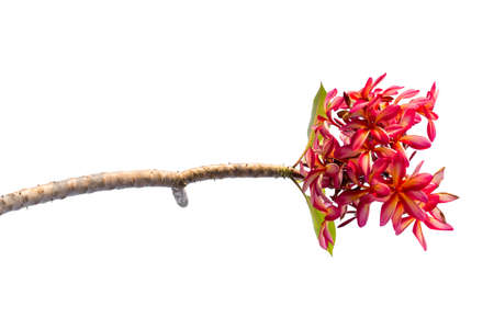 Plumeria Flower (Frangipani, Temple tree) isolated on white background.の写真素材
