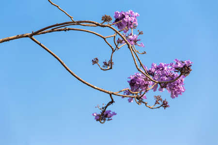 Jacaranda Flower on Blue sky background, a species with an inflorescence at the tip of the purple...