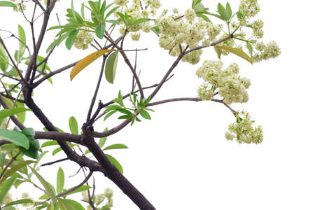 Tree branch isolated on white background