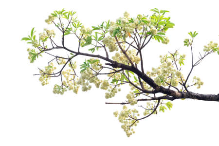 Tree branch isolated on white background.
