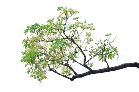 Tree branch isolated on white background.