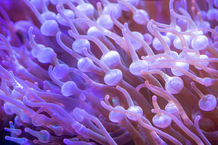 Beautiful sea flower in underwater world with corals  and fish.の写真素材