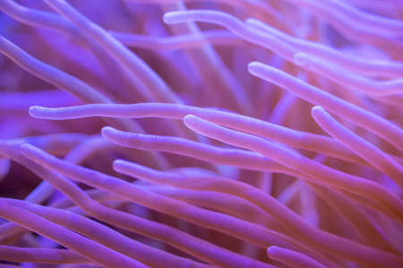 Beautiful sea flower in underwater world with corals  and fish.
