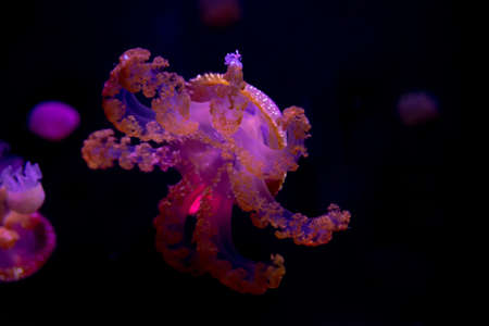 Close-up Jellyfish, Medusa in fish tank with neon light. Jellyfish is free-swimming marine...