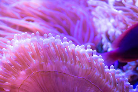 Beautiful sea flower in underwater world with corals  and fish.