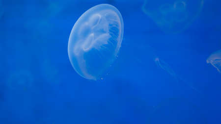 Close-up Jellyfish, Medusa in fish tank with neon light. Jellyfish is free-swimming marine coelenterate with a jellylike bell- or saucer-shaped body that is typically transparent.の写真素材
