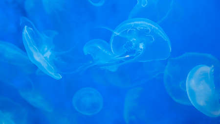 Close-up Jellyfish, Medusa in fish tank with neon light. Jellyfish is free-swimming marine...